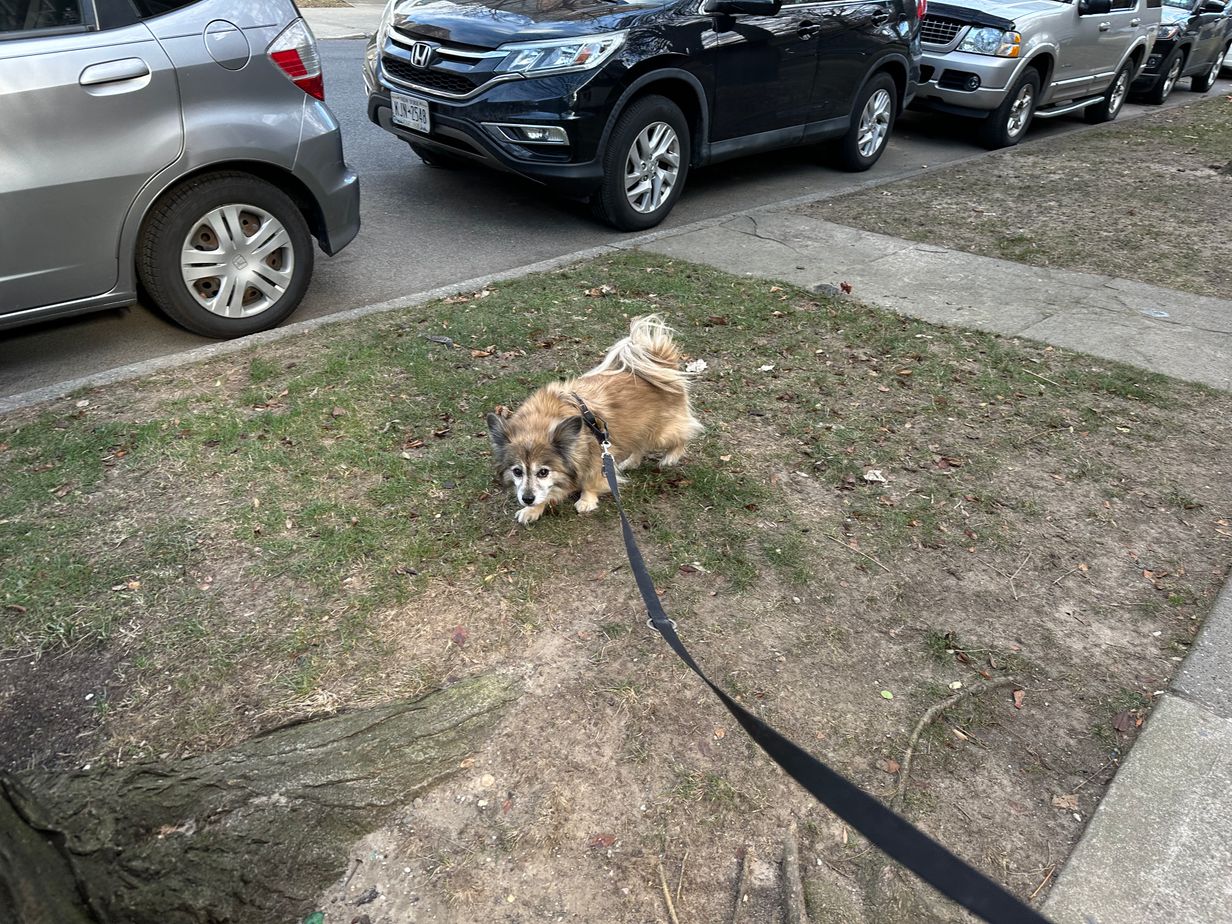 Amelia on leash