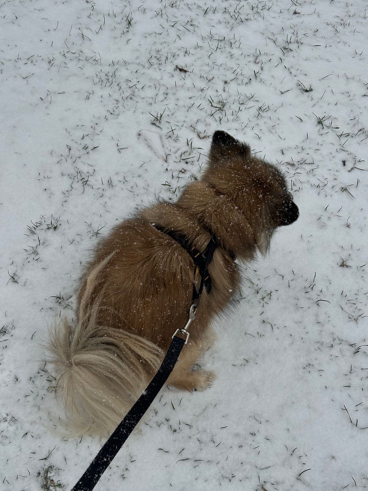 Amelia in snow