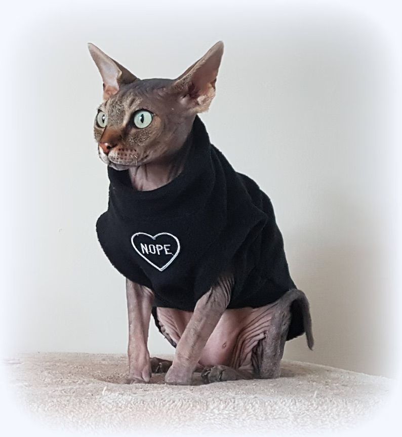 Sphynx clothing